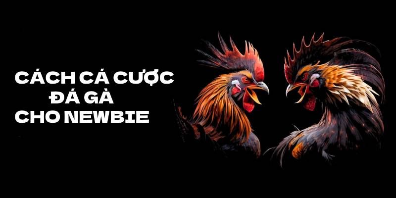 Cach Ca Cuoc Da Ga Cho Nguoi Moi Choi Don Gian