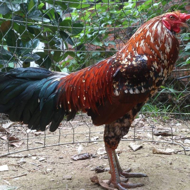 Chọn Giống Gà Nòi Chất Lượng