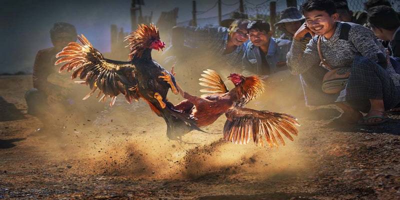 Đá Gà C1 Là Gì? Tìm Hiểu Về Thể Loại Đá Gà Đặc Biệt Này