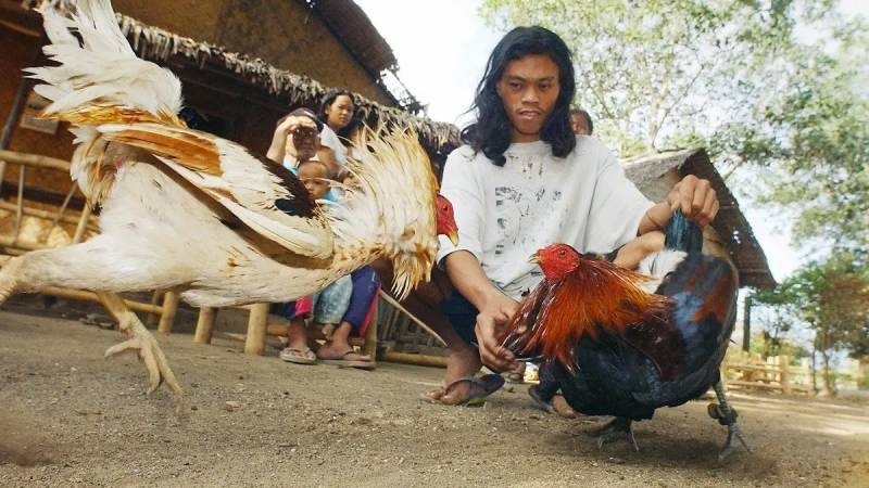 Đá Gà Cựa Dao Philippines Có Luật Gì
