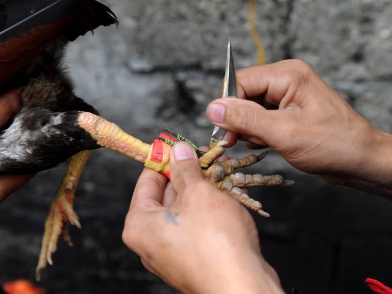Da Ga Cua Dao Phillipines La Gi Meo Cuoc Da Ga Hay