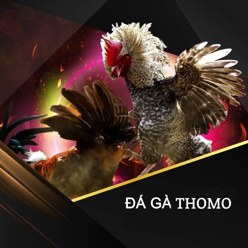 Da Ga Thomo La Gi San Choi Ca Cuoc Sieu Thu Vi