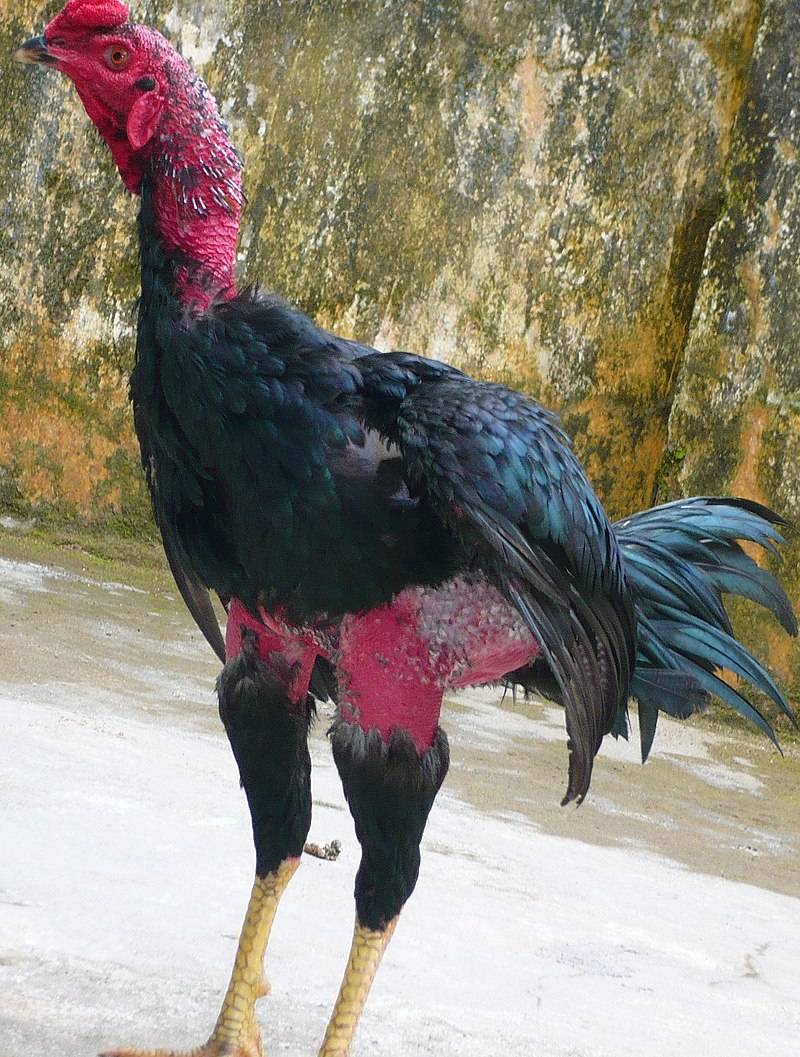 Đặc điểm về tướng gà