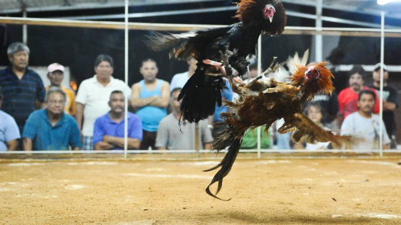 Hiểu Rõ Luật Chơi Đá Gà
