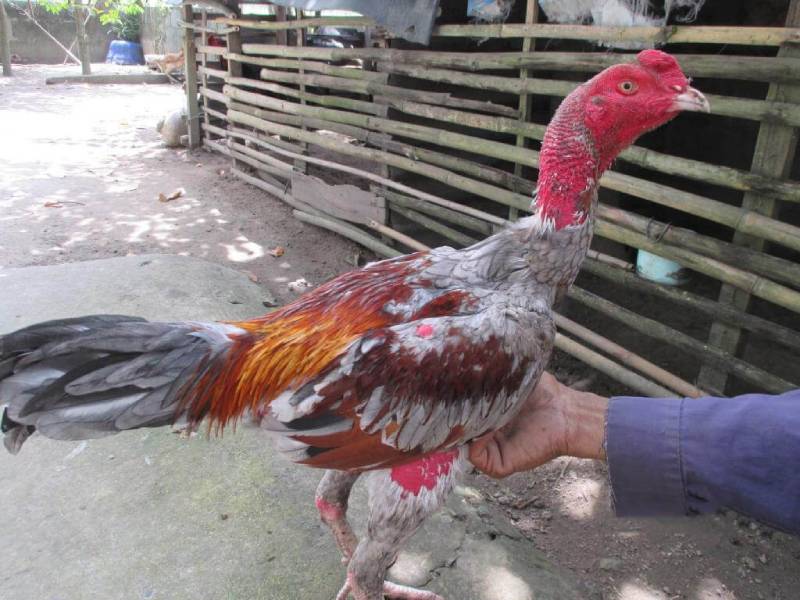 Hướng Dẫn Nuôi Gà Đá Cho Người Mới Chơi