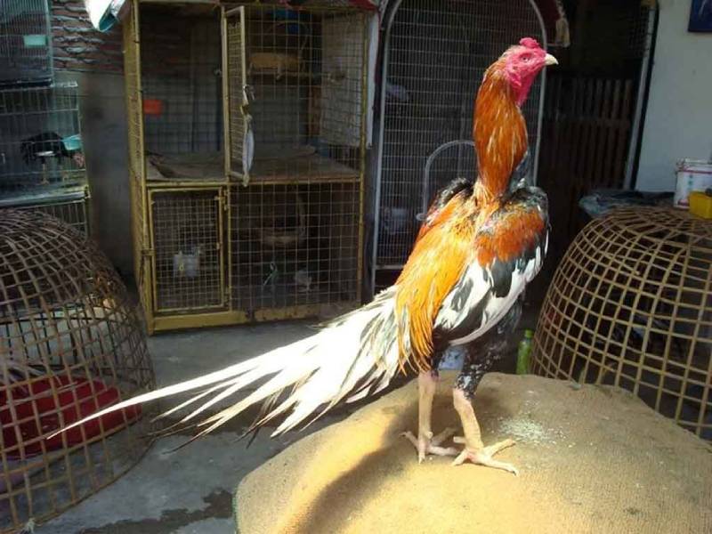 Theo Hinh Dang Duoi ga da