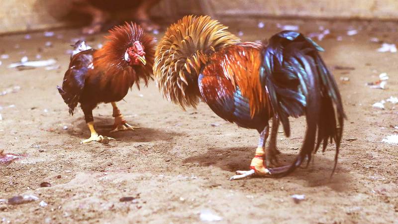 Tìm Hiểu Về Đá Gà Cựa Sắt